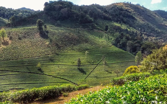 Periyar Green Bed & Breakfast