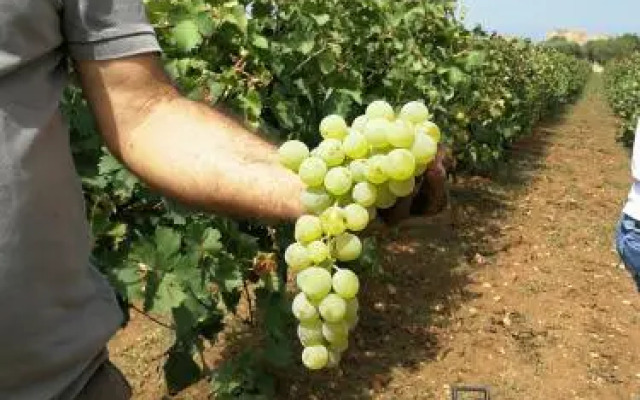 Baglio Donna Franca Wine Resort & Farm Estate