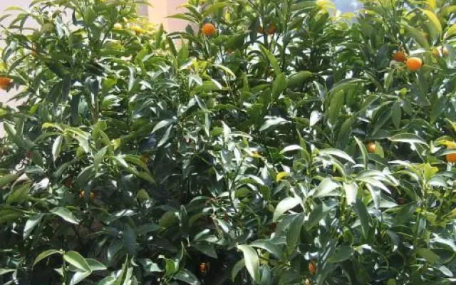 Rooms and Apartments Ana