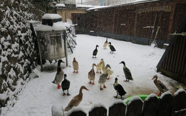 SnowBunnys BackPackers Hostel