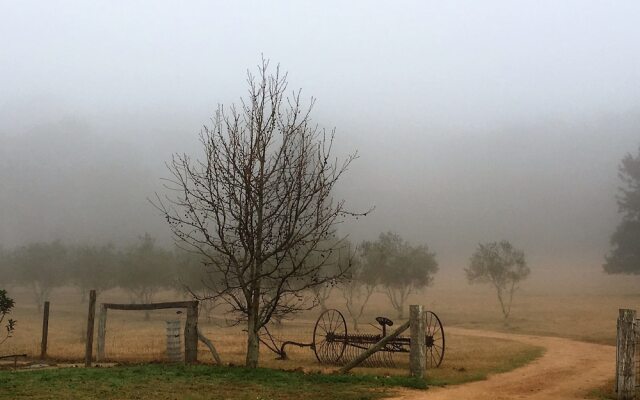Bunnyconnellen Olive Grove And Vineyard