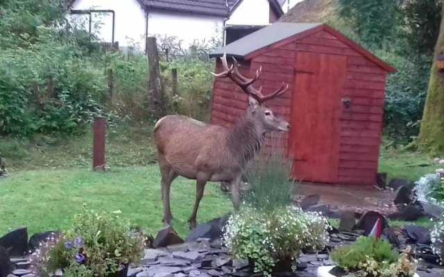 Beechwood Cottage B&B