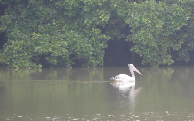 Gaia Lake Bungalow, Kandalama
