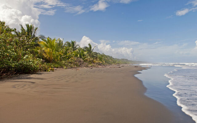 Caribbean Coconut