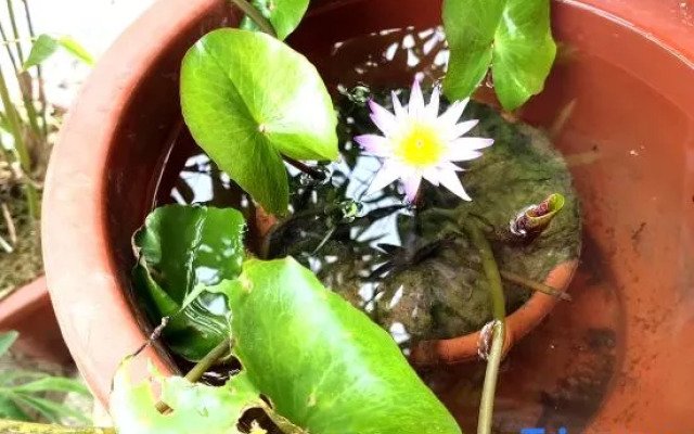 Yunduan Tea House Homestay (Yunshuiyao Branch)