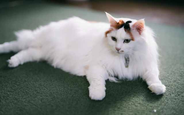 Otaru - House / Vacation STAY 57190