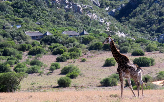 Woodbury Lodge - Amakhala Game Reserve