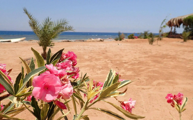 Bedouin Star (Ras shetan area)