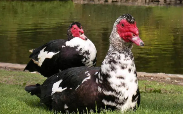 The Westminster Hotel