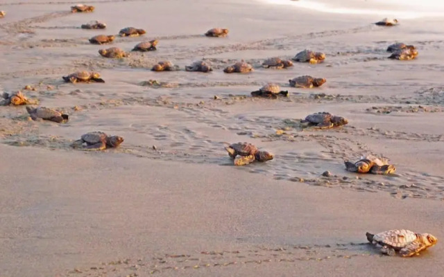 Delcanto Residences by LaTour