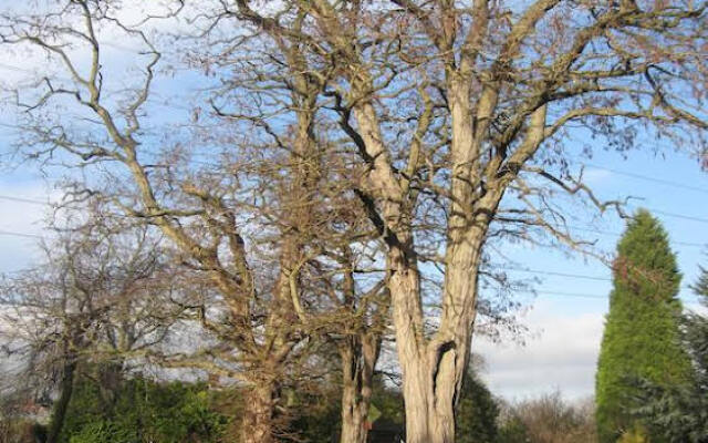 Woodshoot B&B
