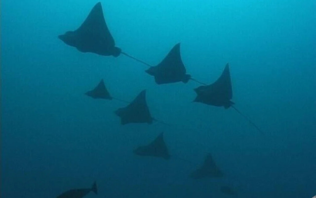 Mandhoo Guesthouse & Dive
