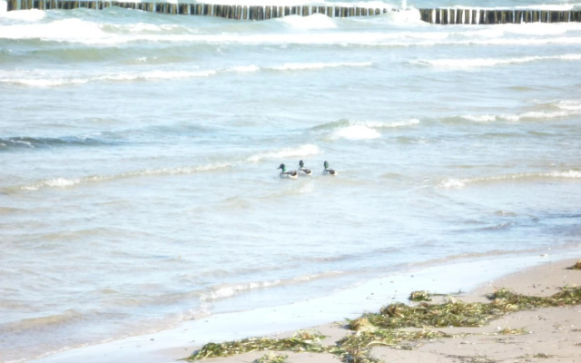 Villa Arosa Ostseetraum