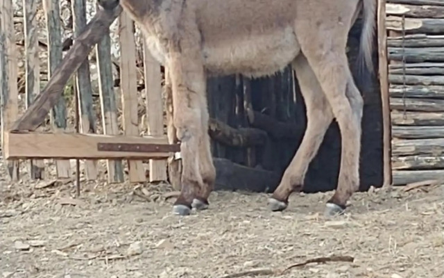 Magrignano tra animali e natura