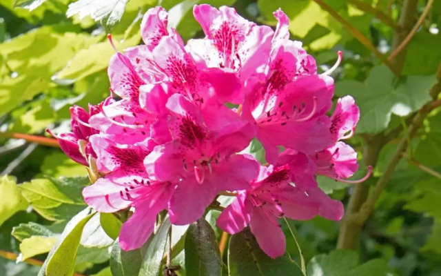 Woodacre B&B
