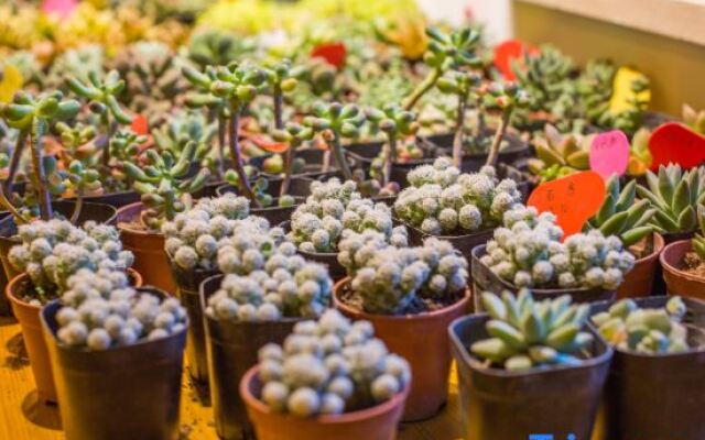 Duan’s Quadrangle Inn