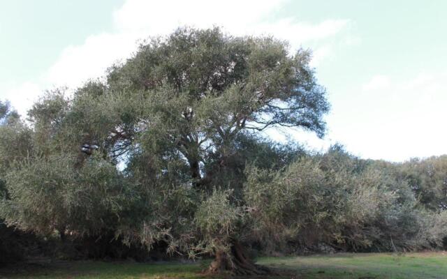 Stazzo Gallurese La Cugara