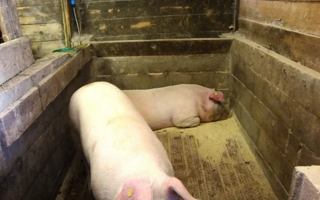 Podere Caldaruccio La Pineta Torretta