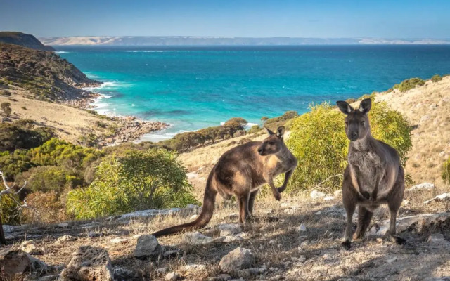 Sea Dragon Kangaroo Island