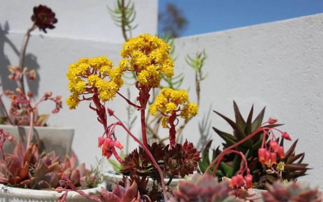 Triplex con terraza única a 50 mts del mar