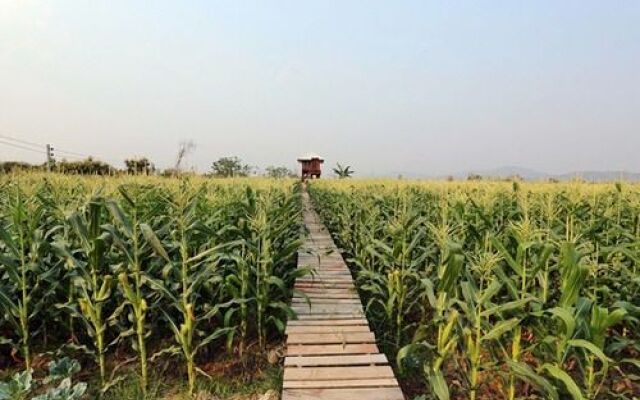 Chiang Dao Privacy