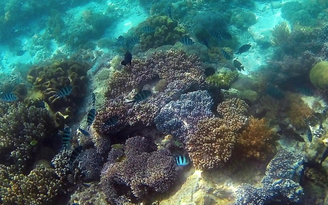 Sylvia Resort Komodo Labuan Bajo