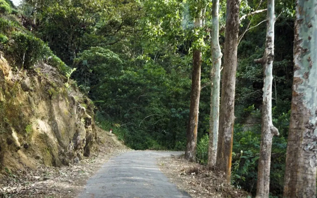 Wild Glamping Knuckles