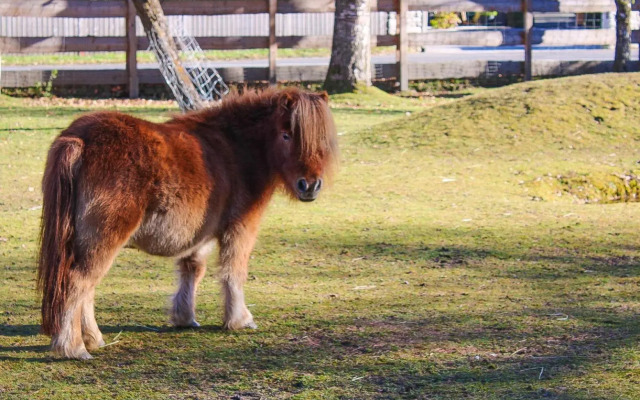 Ritterhof Apartments