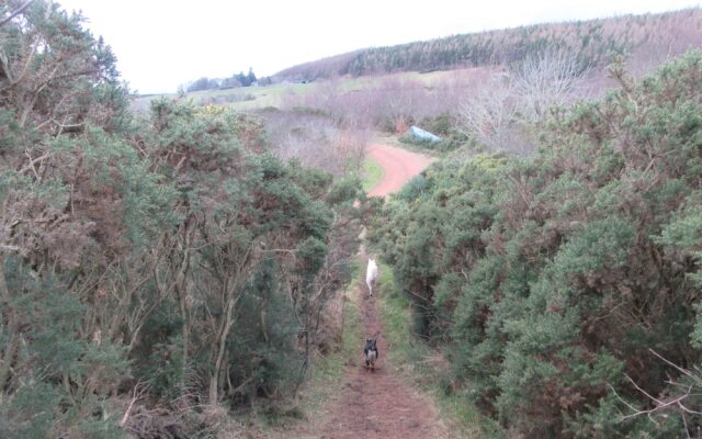 Kestrel, Longhouse Cottages