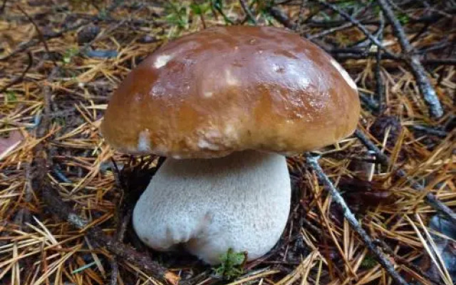 Hotel Restaurant Aux Bruyères