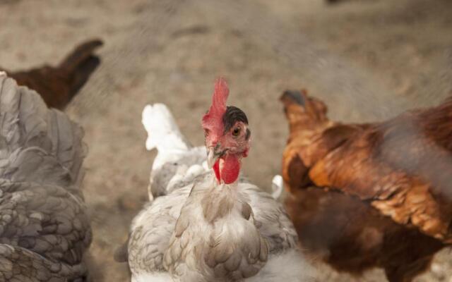 Cortijo La Algallumbilla