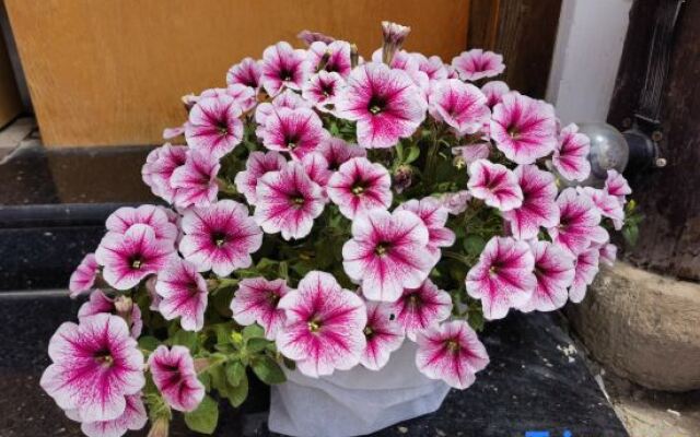 Wuzhwen Yuyue Homestay