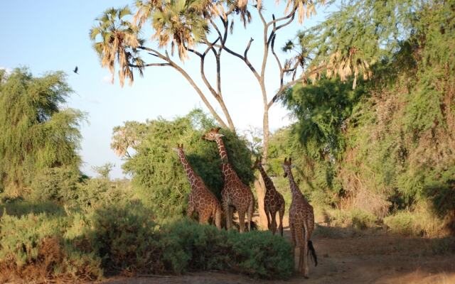 Elephant Bedroom Camp - Samburu