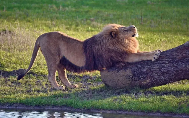 Le royaume des Lions
