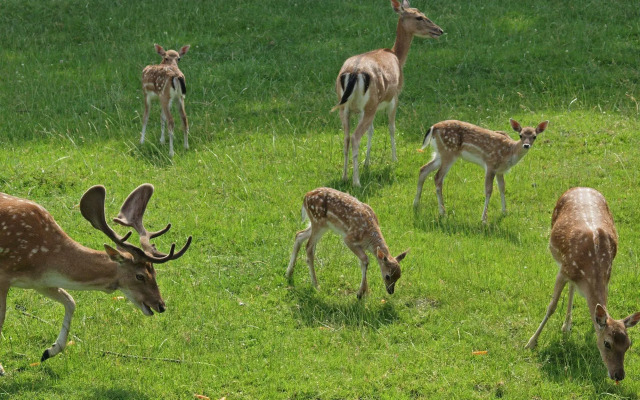 Waldhotel Felsenkeller