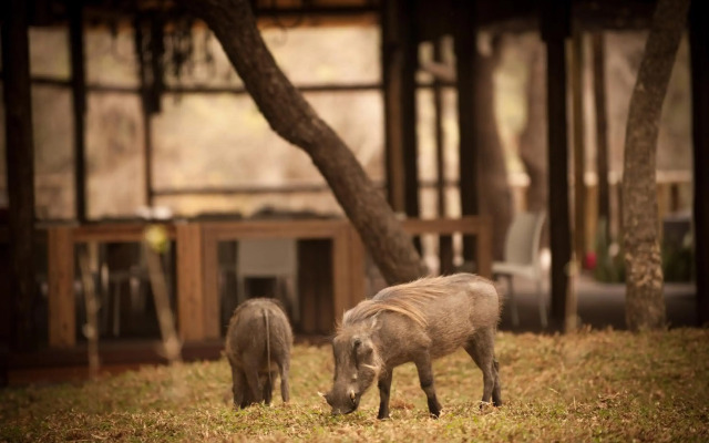 Moditlo River Lodge