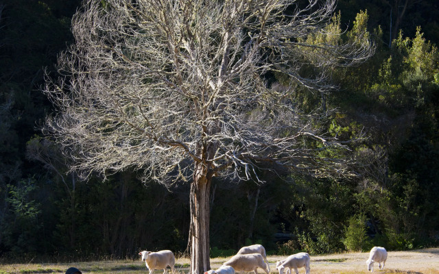 Tyenna River Cottage