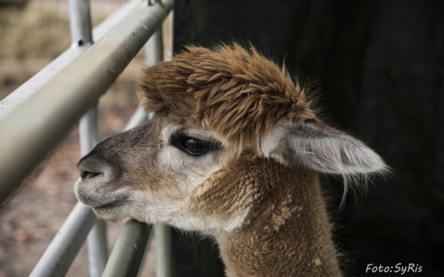 La Alqueria de las Alpacas