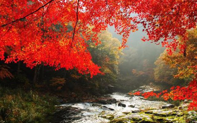 Yunogo Onsen Chikutei