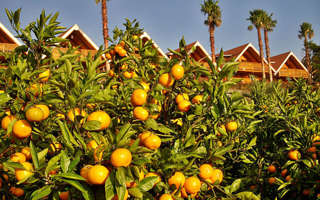 Jeju Jungmun Log Pension & Resort