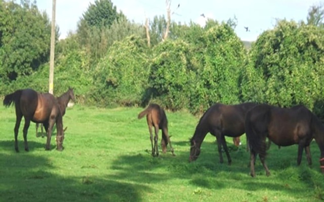 Cloncarlin House