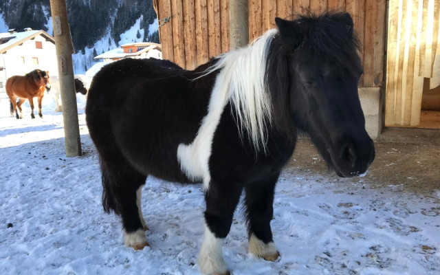 Pony-Ziegen-Hasen-Ranch Bichlbach