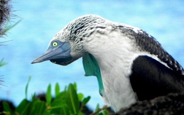 Cormorant Beach House