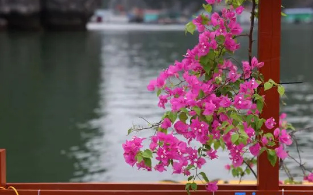 Cat Ba Fishing Village Bay House – Pool – Haiphong