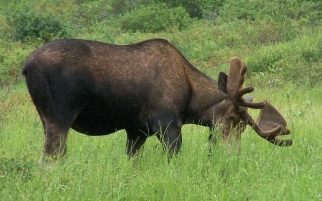 Denali Primrose B&B