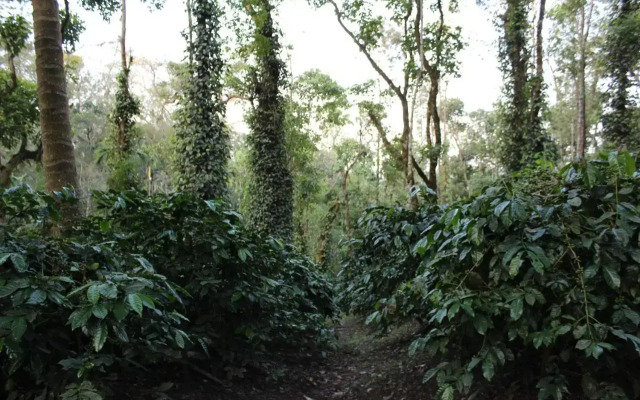 Guddadamane Homestay