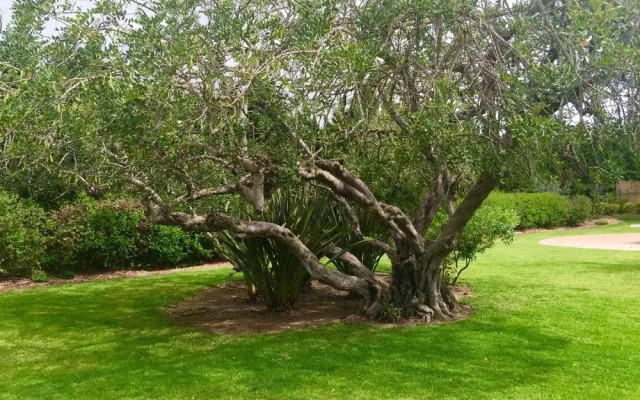 Apartamentos Golden Beach