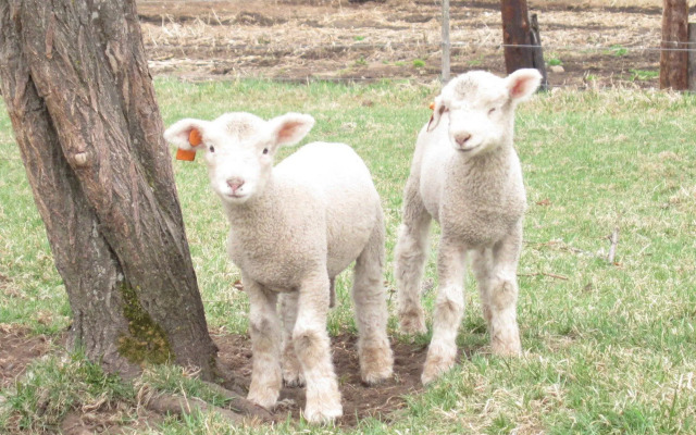 Yorkshire Farm