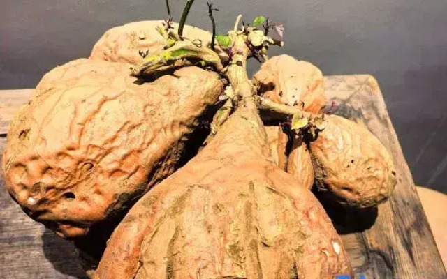 Dacheng enjoys building a courtyard by the river