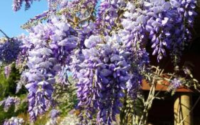 Wisteria Lodge Bed and Breakfast